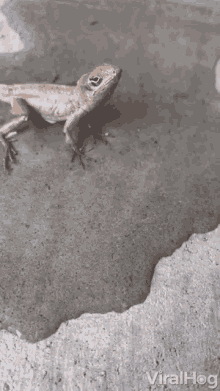 Taking A Shower Viralhog GIF - Taking A Shower Viralhog Lizard GIFs