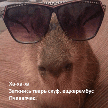 a close up of a guinea pig wearing sunglasses with russian text below it