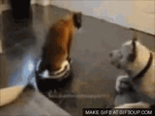 Back Off Man Funny Animals GIF - Back Off Man Funny Animals Punch The Face GIFs