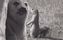 kiss meerkat seal pusu love