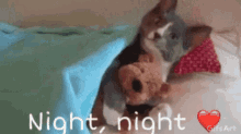 Teddy Bear Night Night GIF - Teddy Bear Night Night Kitten GIFs