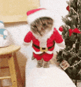 Pet Cat GIF - Pet Cat Holiday GIFs