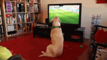 Severa Reacts To Portugal'S Elimination From The World Cup GIF - Dog Football Soccer GIFs