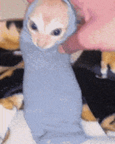 a cat wrapped in a blue blanket with a person holding it