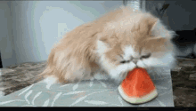 cat eating watermelon funny