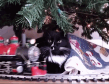 Train Cat Cat Train GIF - Train Cat Cat Train Train GIFs