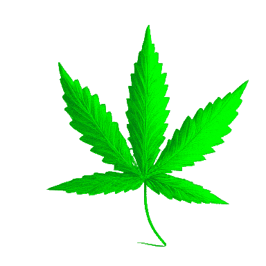 Marijuana Marijuana Leaf Sticker - Marijuana Marijuana Leaf Pot Leaf Stickers