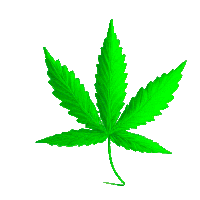 Marijuana Marijuana Leaf Sticker - Marijuana Marijuana Leaf Pot Leaf Stickers