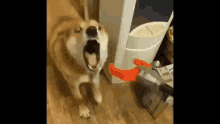 Ohnudog Doggo GIF - Ohnudog Doggo Dog GIFs