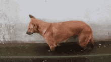 a brown dog is standing in a puddle of water on a sidewalk .