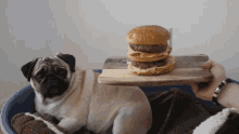 Funny Animals Diet GIF - Funny Animals Diet Pugs GIFs