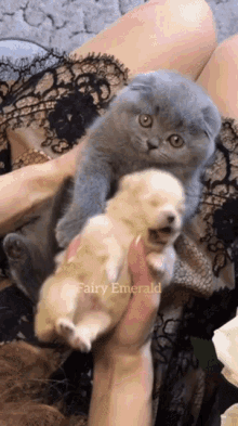 Grey Cat Puppy GIF - Grey Cat Puppy Hug GIFs