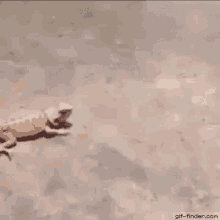 Scared Lizard Runs Away GIF