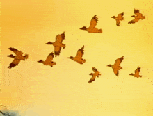 аниме птицы GIF - аниме птицы полет GIFs