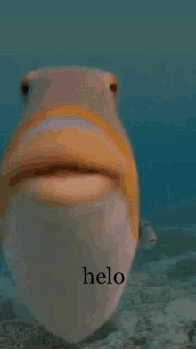 Fish Helo GIF