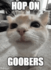 a close up of a cat with the words `` hop on goobers '' on it .