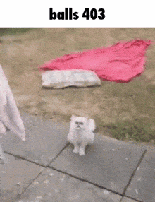 a small white dog wearing sunglasses is walking on a sidewalk with the words balls 403 above it .