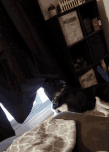 Dog Turbo GIF