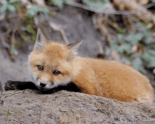 Fox Ears GIF