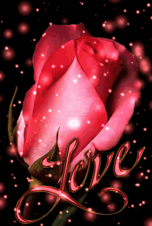Pink Rose Rose GIF - Pink Rose Rose GIFs
