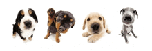 Puppy Banner GIF - Puppy Banner GIFs