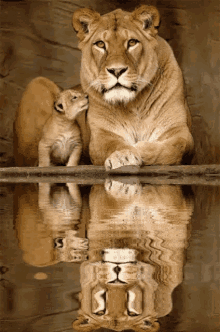 lion reflection