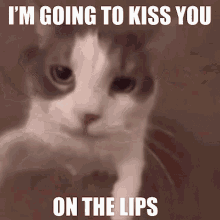 im going to kiss you on the lips kiss cat cute