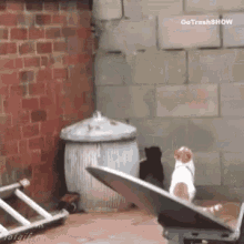 Cats Jump GIF - Cats Jump Synch GIFs