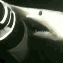 Shark Shork GIF - Shark Shork GIFs