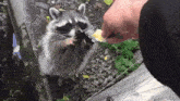 a raccoon is reaching for a piece of food from a person .