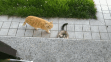 Wait For It Cats GIF - Wait For It Cats Luckycciolo GIFs