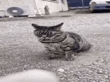 a cat is sitting on the ground in front of a car and looking at the camera .