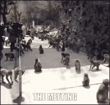 The Meeting Monkey GIF - The Meeting Monkey So Awesome GIFs
