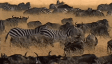 зебра животное GIF - зебра животное Animal GIFs