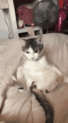 Cat Relaxed GIF - Cat Relaxed Sitting GIFs