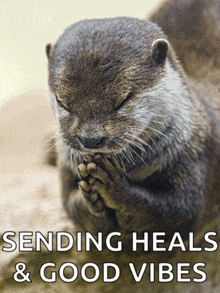 a picture of an otter with the words " sending heals & good vibes " below it