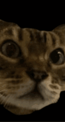 Marvel Cat GIF - Marvel Cat Shocked GIFs
