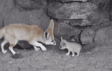 cute fox kiss