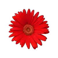 a red flower with a yellow center is against a white background