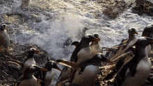 Getting Out Of The Water World Penguin Day GIF - Getting Out Of The Water World Penguin Day Symphony For Our World GIFs
