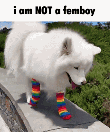 Femboy Furry GIF - Femboy Furry Dog GIFs