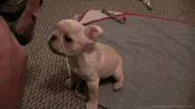 Gimme Five GIF - Puppy High Five Cute Puppy French Bulldog GIFs