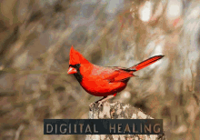 digiital healing venic dnd healing cardinal
