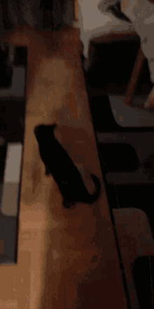 Kiki Black Cat GIF - Kiki Black Cat Cat GIFs