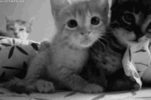 Kitten Hug Black And White GIF