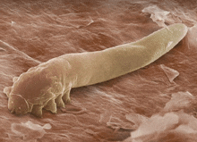 a close up of a worm that looks like a snake