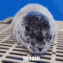 Hi Rain GIF - Hi Rain Seal GIFs
