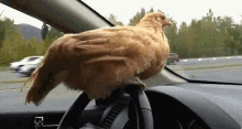 Birds Chicken GIF