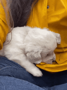 Puppy Golden Retriever Puppy GIF
