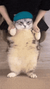 Chipi Chipi Chapa Chapa Cat Dance GIF - Chipi Chipi Chapa Chapa Chipi Chipi Cat Dance GIFs
